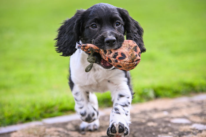 Dog Training Dummy: Flight Mallard Range Throw Dummy Ball