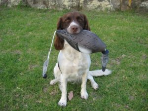 Avery Wigeon Duck